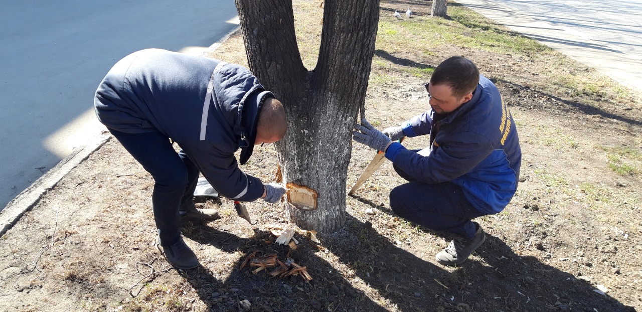 Студенты и педагоги Кемеровского ГСХИ спасли сибирские липы